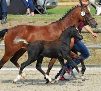 Topfokjaar voor BRp! 