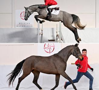 Le BWP Young Horses Auction aura bien lieu