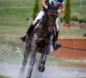 EK Eventing: 4 Belgische ruiters geselecteerd met BWP-paard