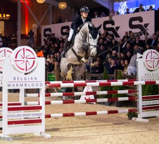 Hengstencompetitie: De Winter & Omano BC winnen eerste manche 6-jarigen