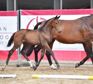 Le BWP Online Foal Auction: l'occasion d'acheter un poulain du meilleur stud-book au monde!