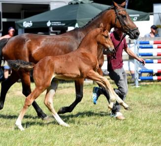 Grand Prix Knokke Hippique: victoire pour Gancia de Muze!