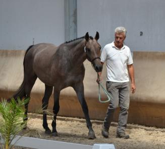 Belangrijk! Ponys van Brabant kunnen ook deelnemen in Antwerpen en Oost/West-Vlaanderen! (Bestgaande Rijpony)