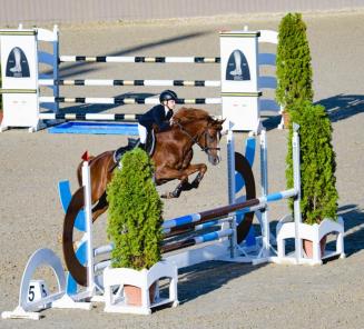 BRp-goedgekeurde hengst Quint vd Groenheuvel kampioen van Hongarije!