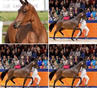 Quiz-Me-Quick vd Kempenhoeve, BWP-kampioenveulen 2016, goedgekeurde hengst en verkocht aan Sosath