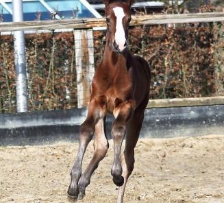 Eerste BWP Online Foal Auction kondigt zich aan met een uitstekend lot van 52 veulens