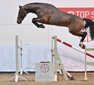 BWP Top Stallion Auction presenteert: de veilinghengsten