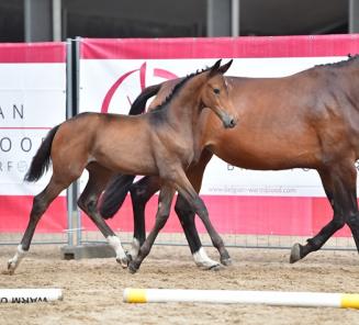 Laatste dagen inschrijven BWP Online Foal Auction