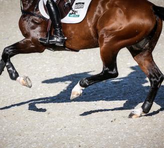 Zilver in GP Kronenberg voor Patrick Lemmen en de door Cindy De Pee gefokte Ideaal