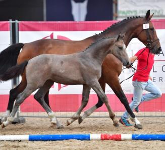 BWP Online Foal Auction het bieden is gestart