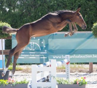 Belgian Foal Auction viert jubileum editie