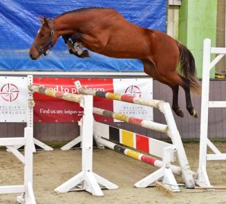 Wedstrijd vrijspringen voor 2- en 3-jarige merries, met afvaardiging halve finale Mechelen!