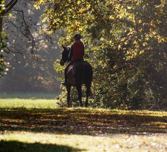 Paarden in tijden van Corona  een update